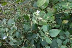 Strobilanthes neoaspera